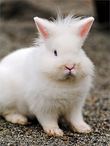 Mỗi chú thỏ sư tử ở Việt Nam được bán với giá trên dưới 1 triệu đồng.