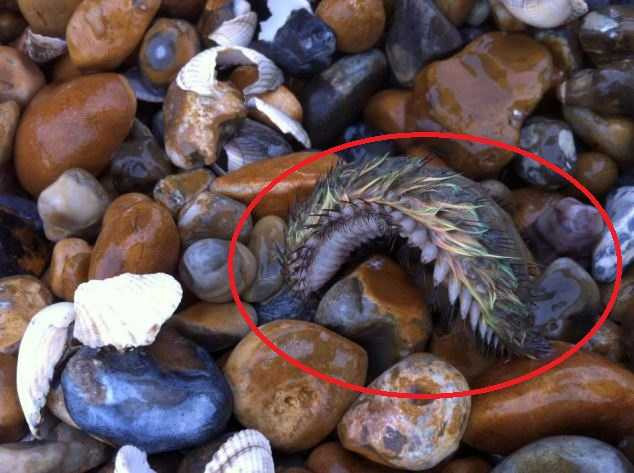 Quái vật biển đầy lông bất ngờ xuất hiện ở bờ biển