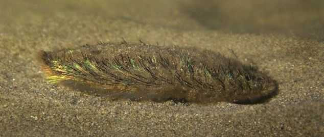 Quái vật biển đầy lông bất ngờ xuất hiện ở bờ biển