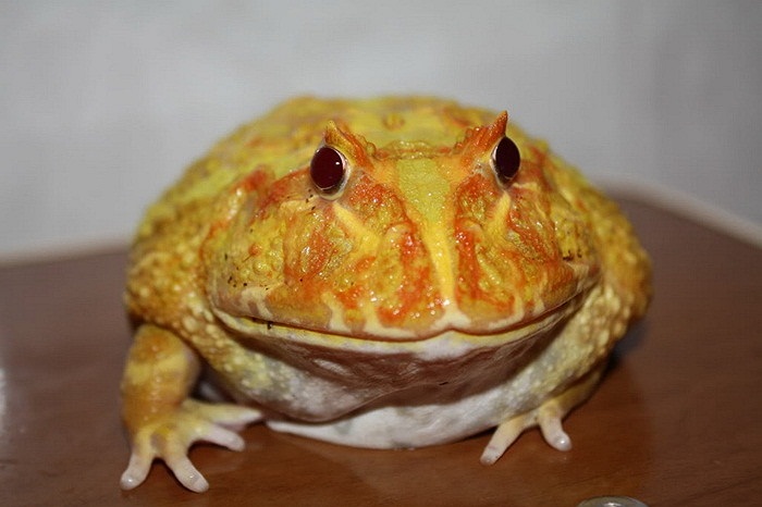  Ếch Pacman (Ceratophrys ornata), loài ếch nguồn gốc Nam Mỹ, đang trở thành vật nuôi được ưa chuộng của nhiều bạn trẻ Việt Nam.