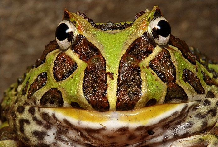 Ếch Pacman từng đứng trước nguy cơ tuyệt chủng, cho đến khi một phong trào nuôi chúng làm vật cưng được phát động, khiến số lượng loài này gia tăng ở châu Âu và Bắc Mỹ.