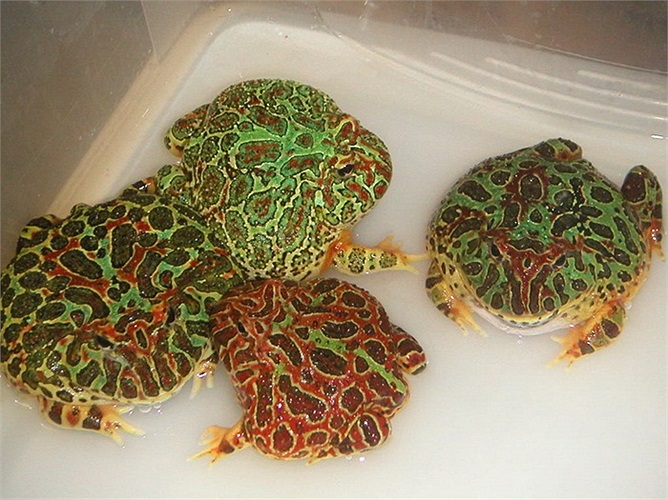  Ếch Pacman xuất hiện ở Việt Nam từ năm 2006 và nhanh chóng trở thành vật nuôi 'hot'.