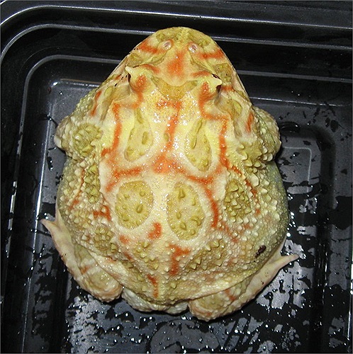 Giá mỗi chú ếch Pacman ở Việt Nam khoảng 500.000 đồng.