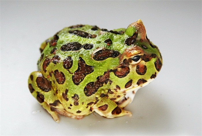  Chúng được đánh giá là một con vật khá dễ nuôi.