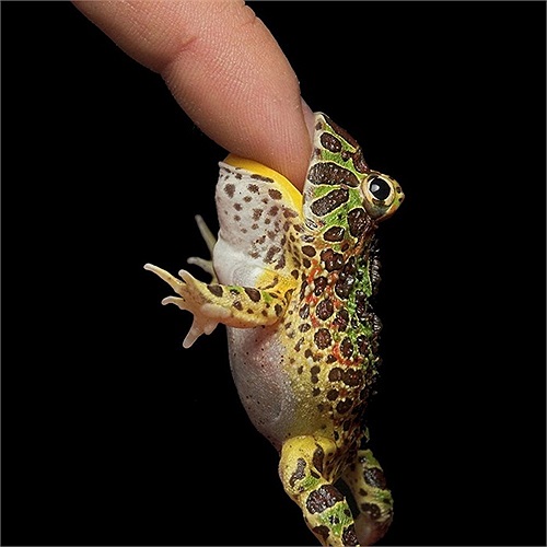 Do tham ăn nên chúng cũng thường nhầm lẫn ngón tay của chủ với con mồi.