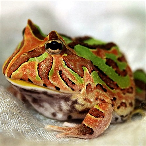 Đây là một loài ếch có tuổi thọ khá cao.