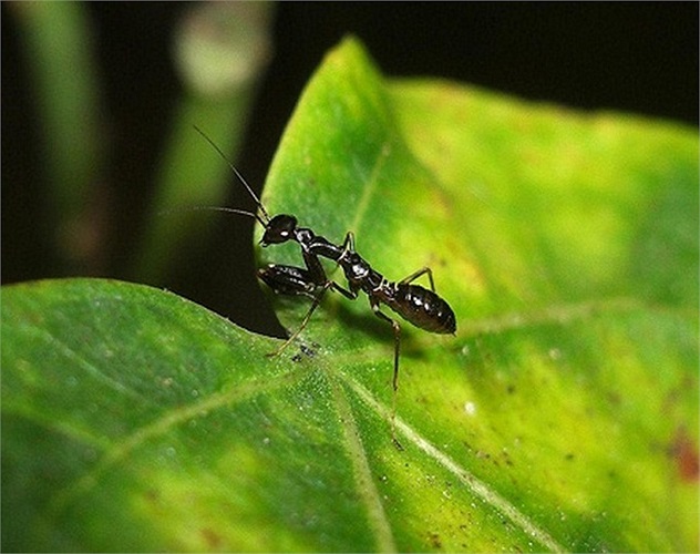 Theo các nhà khoa học, đây là một loài bọ ngựa đích thực, có tên gọi là bọ ngựa kiến châu Á. 