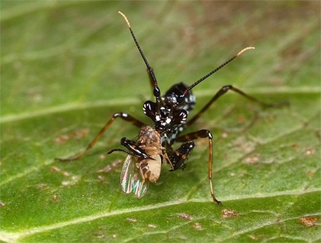 Chúng xuất hiện tại nhiều quốc gia Á Đông, trong đó có Việt Nam.