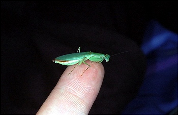 Chú bọ ngựa giống với kiến sẽ khiến kẻ thù không dám đụng vào vì sợ rằng có cả một đàn kiến quanh đó.