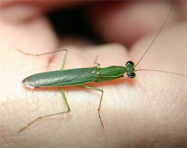 Cũng như các loài bọ ngựa khác, bọ ngựa kiến là những kẻ săn mồi đáng sợ với cặp càng sắc bén của mình.