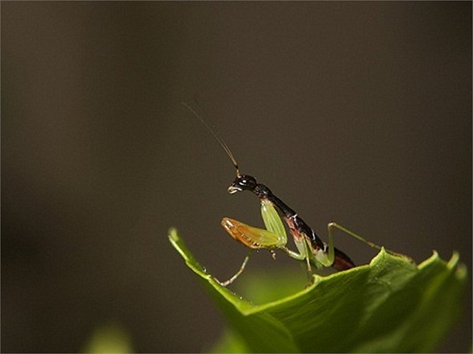 Một đặc điểm thú vị khác của bọ ngựa kiến là chúng chỉ giống kiến khi còn nhỏ. Càng lớn, màu của chúng càng ngả dần sang màu xanh. 