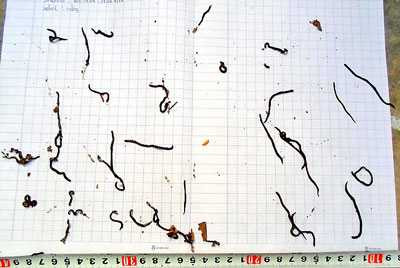 Sự thật về hàng loạt 'sinh vật lạ' mới xuất hiện ở VN