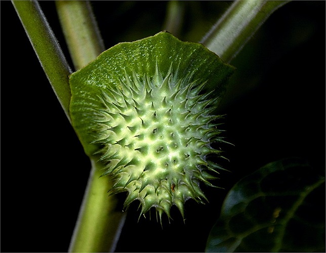 Cà độc dược (Datura metel) là một cây dại mọc tại nhiều vùng miền của Việt Nam. Trong Đông y, quả cà độc dược là một vị thuốc. Tuy vậy, với độc tính cao, nó chỉ được dùng theo hướng dẫn của bác sĩ. 