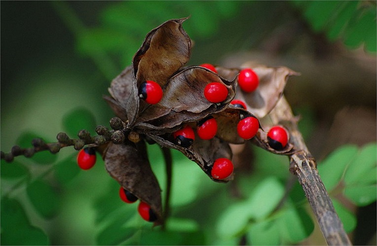Tuy vậy, những hạy này có chứa chất abrin là độc tố rất mạnh, có thể gây chết người dù chỉ nhai vài hạt. 