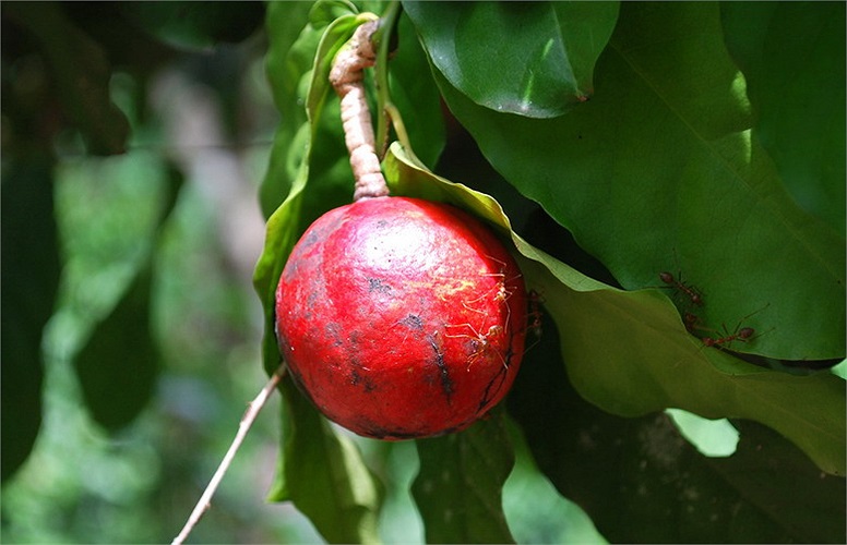 Cây móc gai hay móc hùm (thuộc nhiều phân loài khác nhau như Capparis versicolor, Capparis tomentosa, Capparis moonnii...) có quả hơi giống quả dâu da đất... 