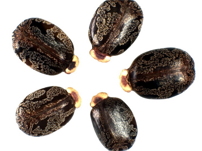 Theo các nhà khoa học, lượng độc tố từ 5 - 6 hạt thầu dầu có thể khiến một trẻ em nhỏ tử vong, 9 - 10 hạt đủ làm chết một người lớn. 