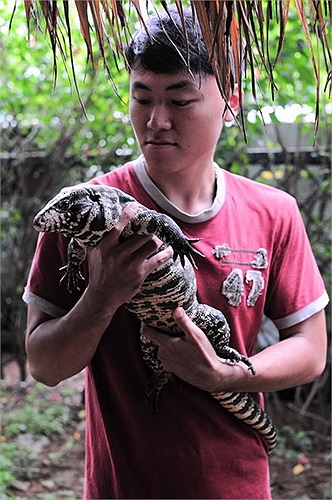 Những con thằn lằn béo ịch, có thể dài đến 1,5m đang trở thành vật nuôi thể hiện 'đẳng cấp' của nhiều bạn trẻ ở Việt Nam.