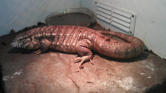  Tuy vậy, chỉ những dân chơi thứ thiệt mới nuôi nổi con con vật này.