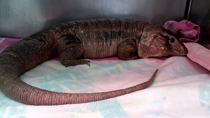 Thứ nhất là vì nó rất đắt. Một chú tegu 'hàng tuyển' có thể có giá lên tới cả chục triệu đồng.