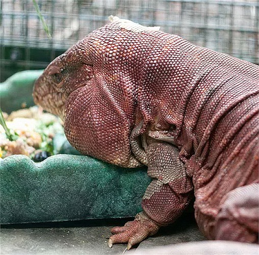 Một con tegu trưởng thành có thể dài đến 1,5m, nặng hàng chục kg. 