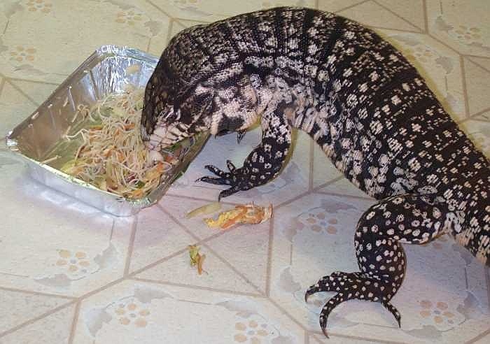 Chúng là những con vật rất phàm ăn, và ăn khá tạp, các loại thịt, rau, củ quả chúng đều xơi được tuốt.