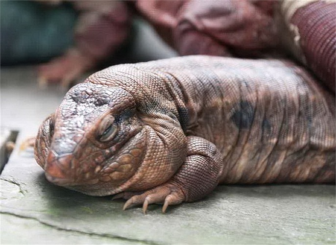 Mặc dù trông khá nặng nề, nhưng loài thằn lằn béo bệu này lại là những kẻ 'vượt ngục' rất giỏi. Nếu không được trông nom cẩn thận, chúng có thể trèo ra khỏi nhà bất cứ lúc nào.