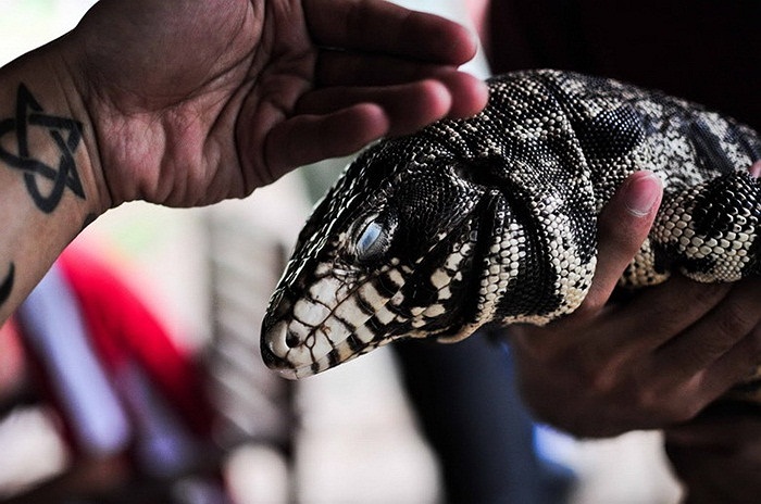 Nếu không được gần gũi với con người thường xuyên, tegu có thể sẽ trở nên khá hung dữ.