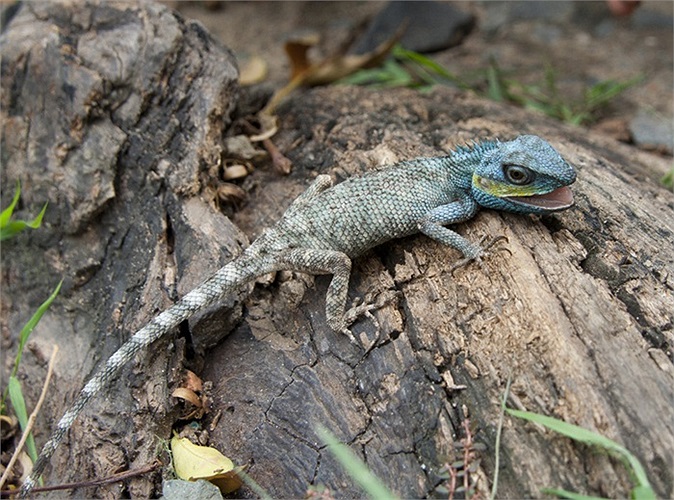 Đó là thằn lằn Calotes bachae, một loài thằn lằn sống ngay tại các công viên ở TP.HCM, song mãi gần đây giới khoa học mới biết chúng là một loài mới mà con người chưa từng ghi nhận.
