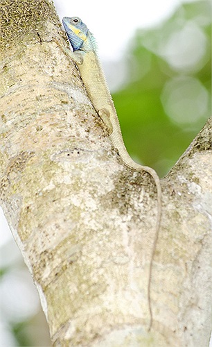 Có sự trớ trêu này là vì Calotes bachae bị nhầm lẫn với một loài thằn lằn có hình dạng tương tự, sinh sống phổ biến ở Myanmar và Thái Lan.