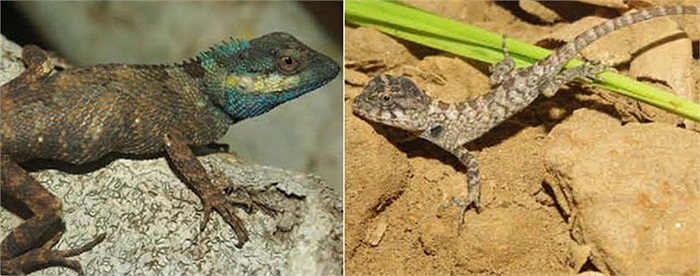Thằn lằn cái (bên phải) nhỏ hơn, không có màu và màu sắc rực rỡ như con đực (phải).