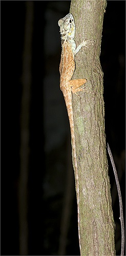 Vào ban đêm, da của loài thằn lằn này chuyển sang màu nâu.