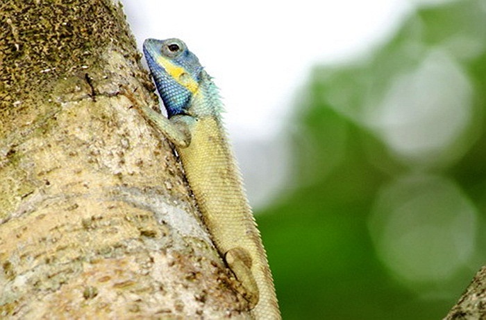 Ngoài TP.HCM, thằn lằn Calotes bachae cũng có trong vườn quốc gia Cát Tiên, những khu rừng rậm trong vườn quốc gia Bù Gia Mập ở tỉnh Bình Thuận.