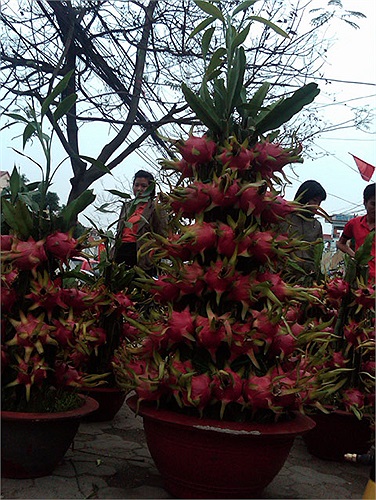 Cây thanh long phúc lộc này được ra giá 7 triệu đồng