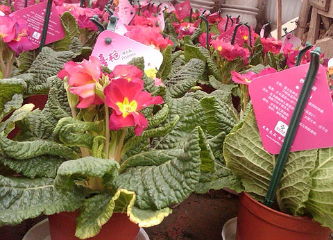 Hoa Báo Xuân (Primula) được bán 40.000 đồng một chậu. Theo chủ cửa hàng, loại cây cảnh này được nhập khẩu từ Singapore, tuy nhiên trên nhãn chỉ toàn chữ Trung Quốc