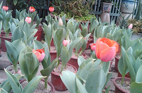 Hoa Tulip có giá tương đương năm trước, mỗi chậu 3 cành được bán với giá khoảng 90.000 đồng