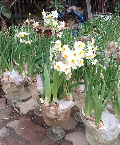 Thủy tiên trắng được trồng trong chậu nhựa, giá mỗi chậu là 160.000 đồng