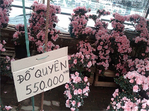 Đỗ quyên có giá chênh lệch khá lớn, từ 90.000 đồng tới 550.000 đồng một chậu. 