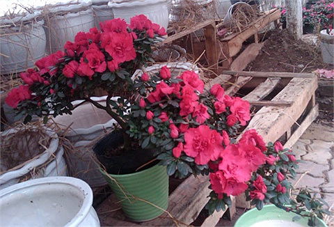 Riêng cây đỗ quyên đỏ này được chủ vườn bán với giá 1,3 triệu đồng. 