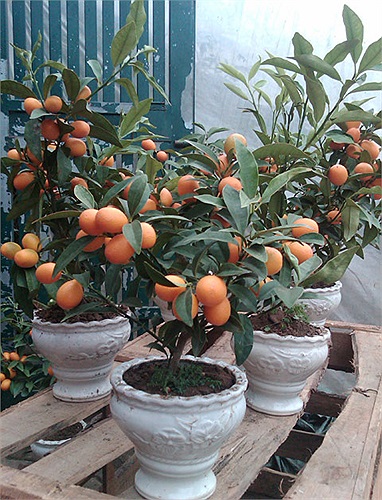 Quất cảnh Trung Quốc tuy nhỏ hơn quất nội, nhưng giá bán lên tới 300.000 đồng/cây. 