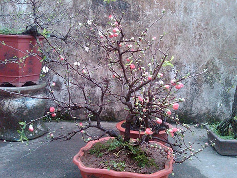 Mai đỏ được nhiều người ưa thích trong năm nay, có giá từ 550.000 đồng tới gần chục triệu tùy dáng. 