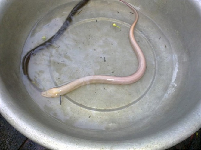 Lươn bạch tạng giá 3 triệu đồng, ăn thì… phí, nên chỉ để nuôi làm cảnh.