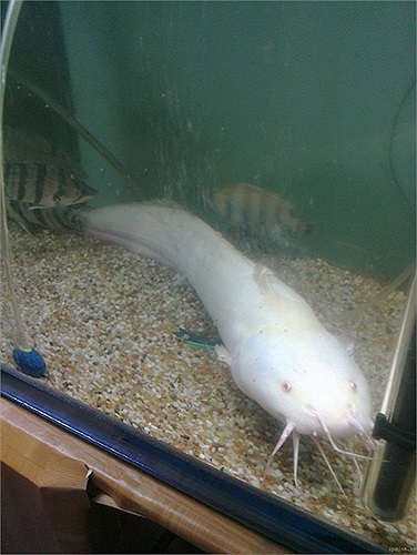  Một cặp cá ngát bạch tạng 'cực hiếm' ở Biên Hòa đã được bán với giá 2 triệu đồng.