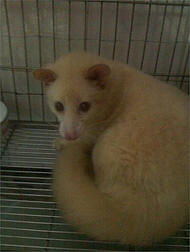 Không chịu thua kém, chú chồn hương bạch tạng nặng 4kg này có giá 23 triệu đồng.