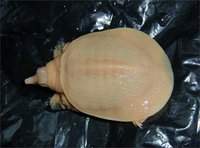 Chú ba ba bạch tạng ở TP.HCM này chỉ nhỏ bằng 2 đồng xu mệnh giá 5.000 đồng, nhưng phải có 300 đống xu như vậy mới mua nổi.