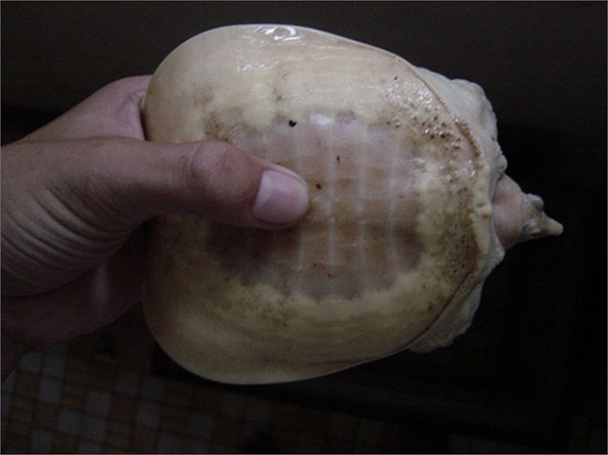 Một chú ba ba bạch tạng khác cũng ở TP.HCM được rao bán với giá 3 triệu đồng.