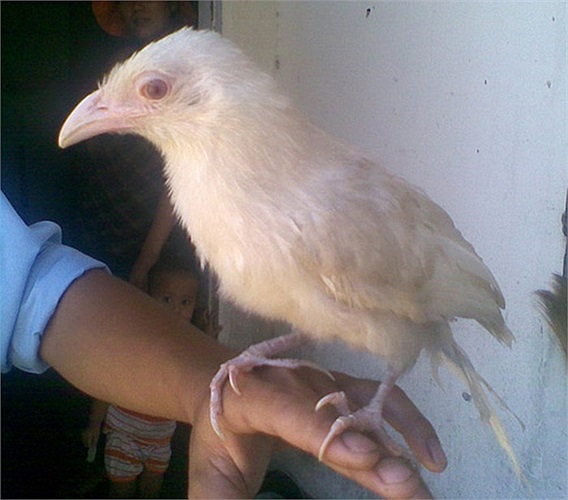 Chú bìm bịp bạch tạng này đã về tay chủ mới với giá khá 'mềm': 3,5 triệu đồng.