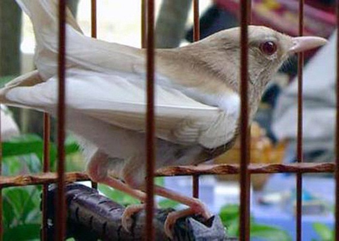  Chú chim chích chòe bạch này đã được trả giá tới 45 triệu đồng.