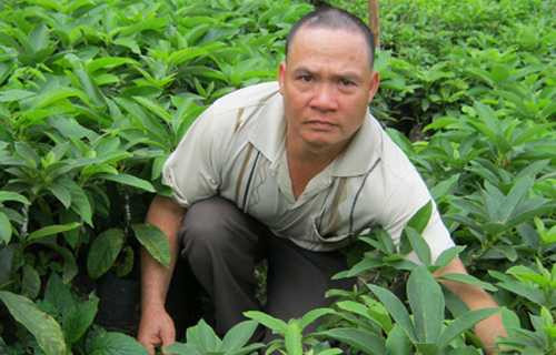 Thu hàng chục triệu đồng nhờ cây bơ 'tứ quý'