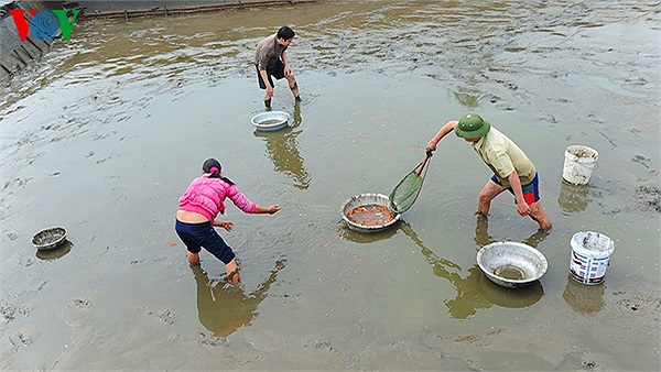 Sau khi tát cá bằng lưới, người dân hút nước,lội xuống vớt cá sót.