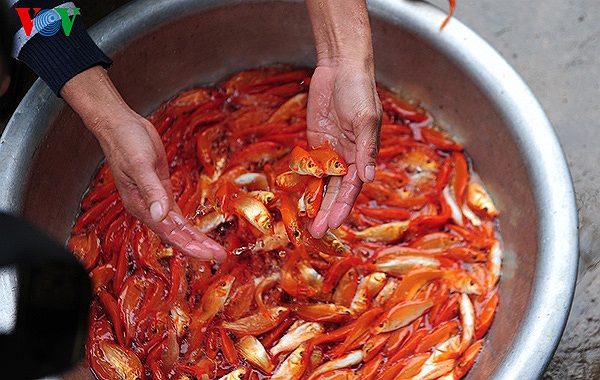 Cá chép thời điểm này có giá từ 80.000-85.000 đồng/1 kg. Mỗi kg được khoảng 50 con. 